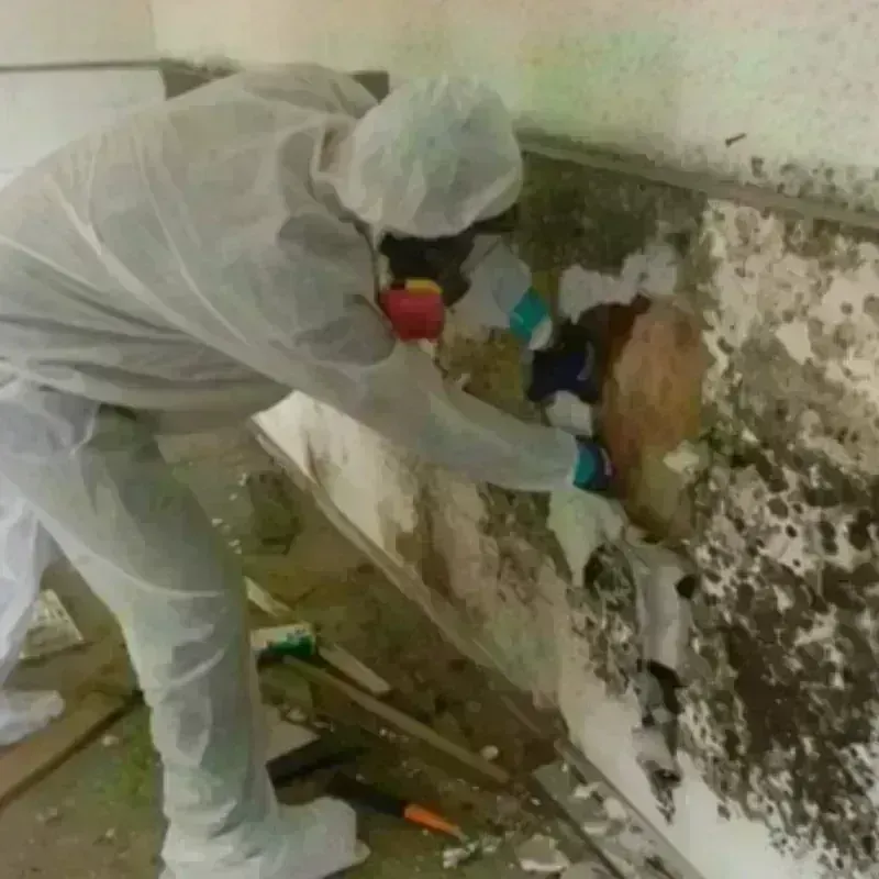 Mold Remediation and Removal in Wheaton, IL